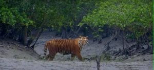 Read more about the article How Sundarbans, the biggest mangrove forest of the world has increased the natural beauty of Bangladesh